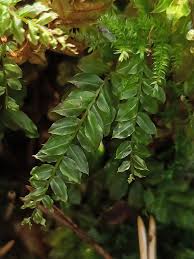 Attēlu rezultāti vaicājumam “Plagiomnium medium”