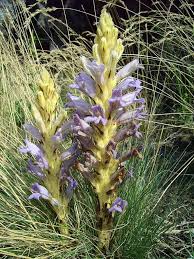 Attēlu rezultāti vaicājumam “Orobanche coerulescens”