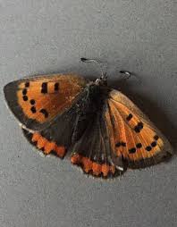 Attēlu rezultāti vaicājumam “Lycaena phlaeas underside”