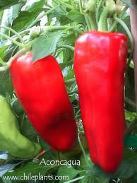 Afbeeldingsresultaat voor aconcagua sweet pepper