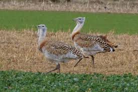 Image result for Otis tarda