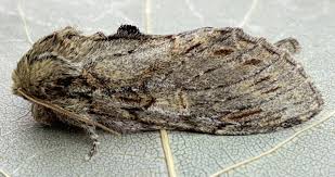 Attēlu rezultāti vaicājumam “Peridea anceps”