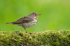 Image result for Catharus ustulatus