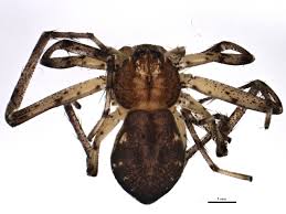 Attēlu rezultāti vaicājumam “Philodromus sp.”