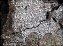 Attēlu rezultāti vaicājumam “Lecanactis abietina”