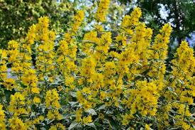 Attēlu rezultāti vaicājumam “Lysimachia punctata”