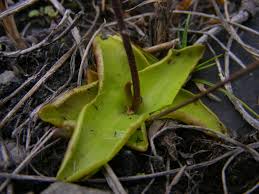 Attēlu rezultāti vaicājumam “Pinguicula vulgaris leaf”