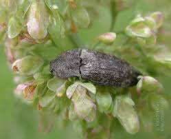 Attēlu rezultāti vaicājumam “Agrypnus murinus”