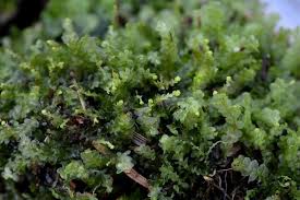 Attēlu rezultāti vaicājumam “Calypogeia muelleriana”