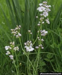 Attēlu rezultāti vaicājumam “Cardamine pratensis leaf”