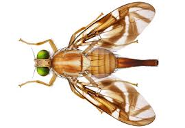 Attēlu rezultāti vaicājumam “Tephritidae”