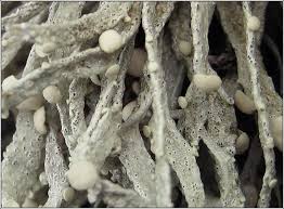 Attēlu rezultāti vaicājumam “Ramalina thrausta”