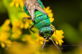 Attēlu rezultāti vaicājumam “Hedychrum sp.”