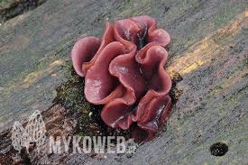 Attēlu rezultāti vaicājumam “Ascocoryne cylichnium”