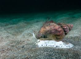 Image result for Buccinum undatum