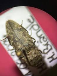 Attēlu rezultāti vaicājumam “Agrypnus murinus”