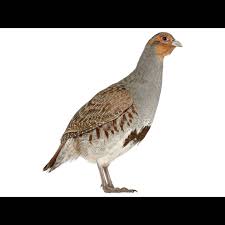 Attēlu rezultāti vaicājumam “Perdix perdix”