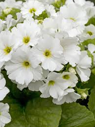 Image result for Primula obconica