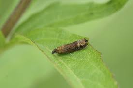 Attēlu rezultāti vaicājumam “Lathronympha strigana”