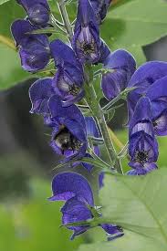 Attēlu rezultāti vaicājumam “Aconitum napellus”