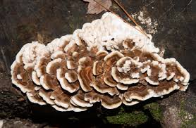 Attēlu rezultāti vaicājumam “Phellodon niger”