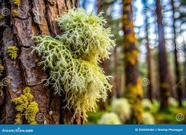 Attēlu rezultāti vaicājumam “Usnea hirta”