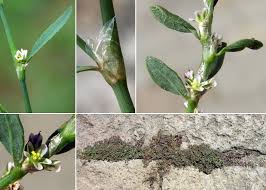Attēlu rezultāti vaicājumam “Polygonum arenastrum”