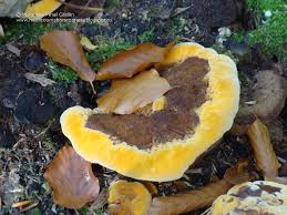 Attēlu rezultāti vaicājumam “Gloeophyllum odoratum”