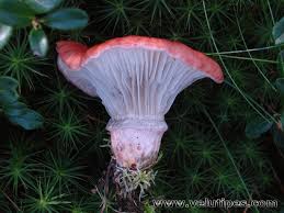 Attēlu rezultāti vaicājumam “Gomphidius roseus”