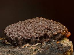Attēlu rezultāti vaicājumam “Tubifera ferruginosa (subsp. ferruginosa)”