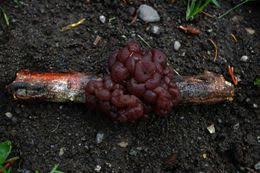 Attēlu rezultāti vaicājumam “Ascotremella faginea”