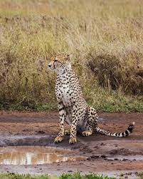 Afbeeldingsresultaat voor cheeta