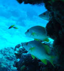 Image result for Lutjanus apodus