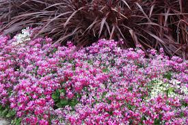 Image result for Primula malacoides