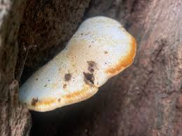 Attēlu rezultāti vaicājumam “Buglossoporus quercinus”