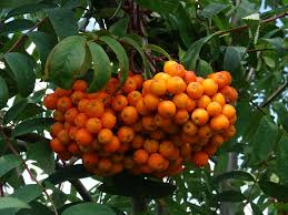 Attēlu rezultāti vaicājumam “Sorbus aucuparia fruit”