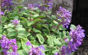 Image result for Nepeta cataria