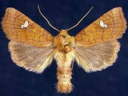 Attēlu rezultāti vaicājumam “Amphipoea”