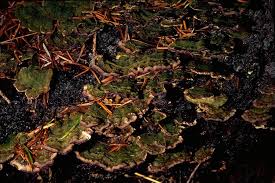 Attēlu rezultāti vaicājumam “Schistidium dupretii sporophyte”