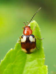 Attēlu rezultāti vaicājumam “Cetonia aurata imago”