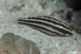 Image result for Chlorurus sordidus