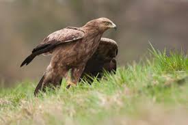 Attēlu rezultāti vaicājumam “Aquila pomarina”