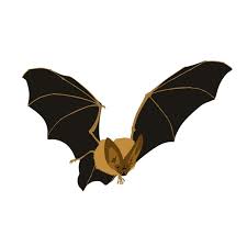 Attēlu rezultāti vaicājumam “Chiroptera”
