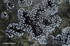 Attēlu rezultāti vaicājumam “Physarum notabile”