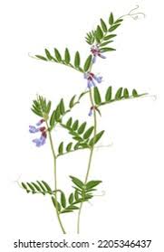 Attēlu rezultāti vaicājumam “Vicia sepium”