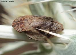 Attēlu rezultāti vaicājumam “Lepyronia coleoptrata”