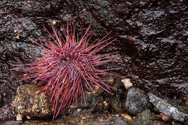 Image result for Mesocentrotus franciscanus