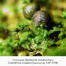 Attēlu rezultāti vaicājumam “Colloderma oculatum”