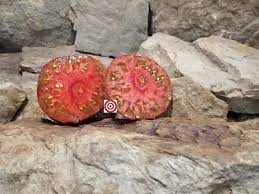 Afbeeldingsresultaat voor black elephant tomato