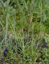 Attēlu rezultāti vaicājumam “Alopecurus aequalis”